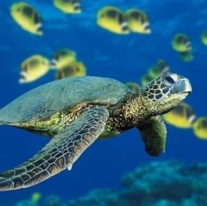 Meet your Posher, Art